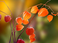 Physalis peruviana fructification DR
