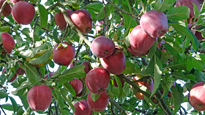 Pomme Starking delicious Mioulane NewsJardinTV DSC0446