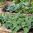 Potager Mioulane NewsJardinTV NPM 84969342