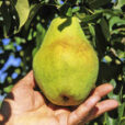 Recolte poire Flora