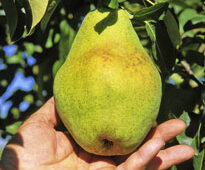 Recolte poire Flora