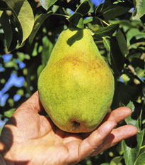Recolte poire Flora