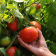 Recolte tomate Flora