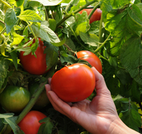 Recolte tomate Flora