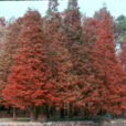 Taxodium distichum flora