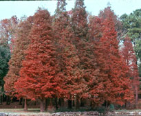 Taxodium distichum flora