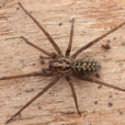 Tegenaire nire Fauna