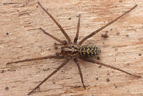 Tegenaire nire Fauna
