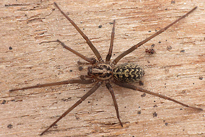 Tegenaire nire Fauna