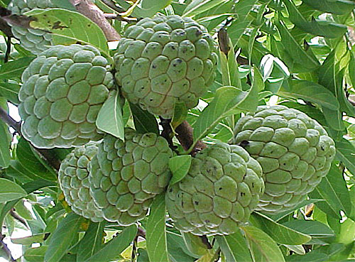 Corrosol Annona squamosa