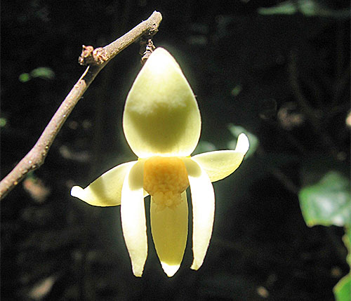 Mwasumbia alba Annonaceae