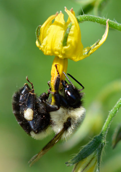 Pollinisation insecte Tomate Flora