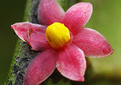 Sirdaviidia Fleur Gros plan32