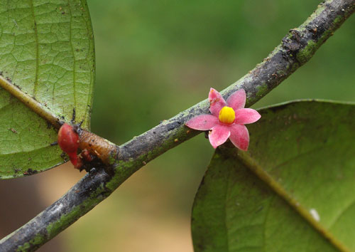 sirdavidia solannona curiosite botanique DR