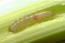 Acrolepiopsis assectella Larve VIgnette Flora