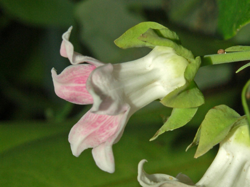 Araujia sericea Fleur Profil Hectonichus