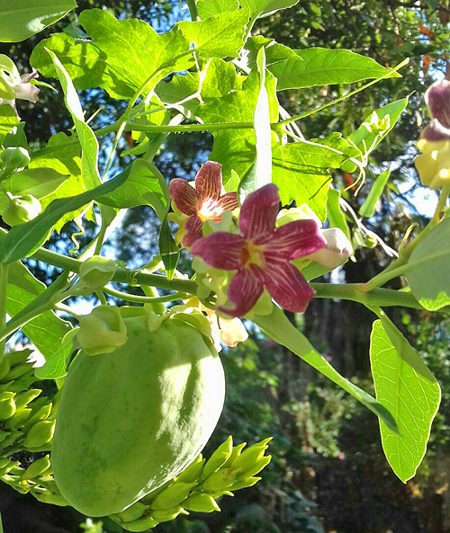 Araujia sericifera Fleur Fruit LePriol