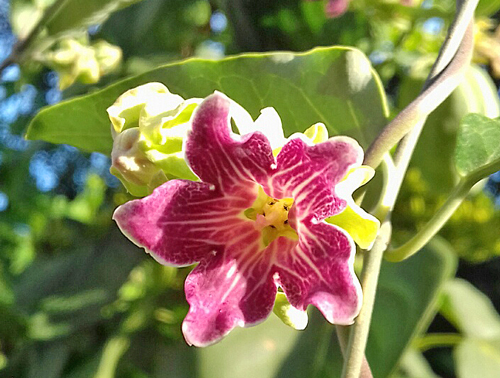 Araujia sericifera Fleur LePriol