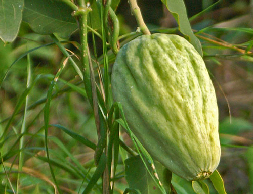 Araujia sericifera Fruit FLora