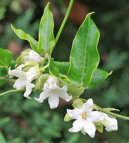 Araujia sericifera Tige Fleur Flora