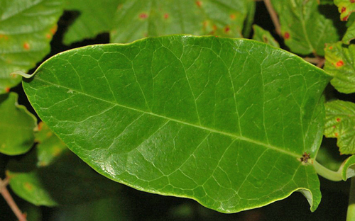 Feuille Araujia sericea Hectonichus