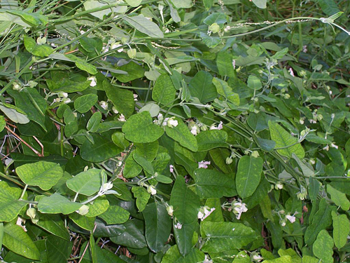 Invasive Araujia sericifera