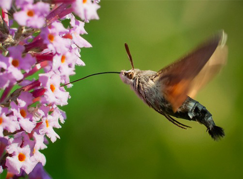 Moro sphinx Fauna