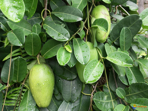 Stephanotis floribunda Feuille fruit Flora