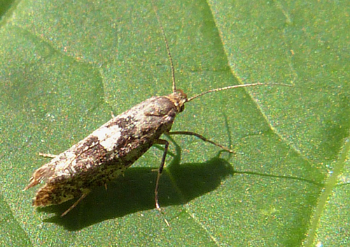 Teigne du poireau Adulte Fauna