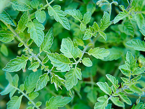 Tomate Feuille Flora