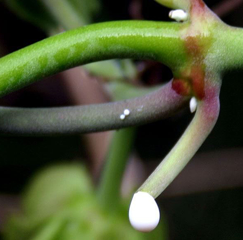 araujia sericifera Latex Flora