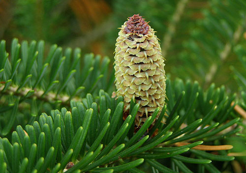 Abies fraseri cone