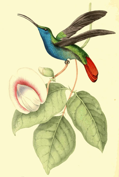 Colibri William Swainson