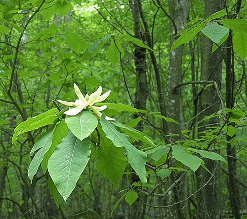 Magnolia fraseri