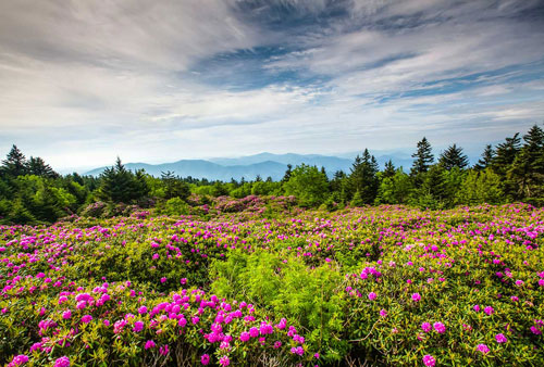 Rhododendron catawbiense