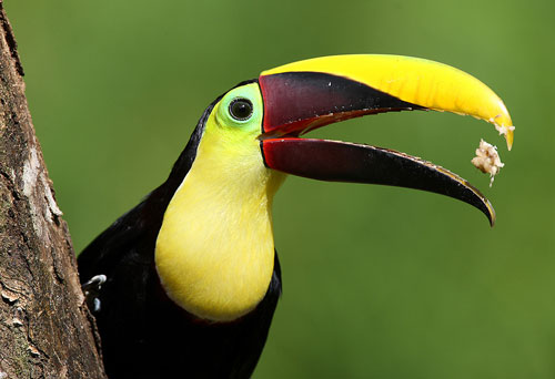 Toucan de Swainson