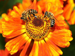 Abeille pollinisation Helenium Fauna