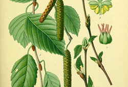 Betula populifolia Mioulane NewsJardinTV NPM 719516535