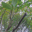 Branche morte Ligustrum Mioulane NewsJardinTV IMG 3144