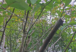 Branche morte Ligustrum Mioulane NewsJardinTV IMG 3144
