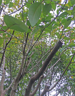Branche morte Ligustrum Mioulane NewsJardinTV IMG 3144