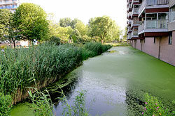 Canal Bassin Ville Mioulane NewsJardinTV NPM 850327393