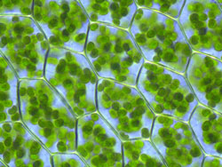 Cellules vegetales Chloroplastes 