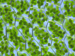 Cellules vegetales Chloroplastes