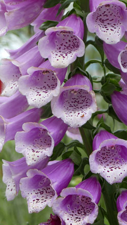 Digitalis purpurea Mioulane NewsJardinTV NPM 2307513950