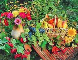 Fruits Fleurs automne Flora