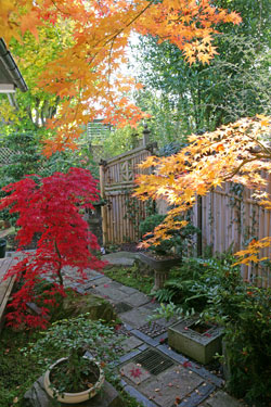 Jardin Japonais Mioulane NewsJardinTV XY7S0632