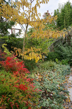 Massif automne Nandina Cornus Mioulane NewsJardinTV NPM 84917245