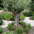 Olivier Jardin aromatique Mioulane NewsJardinTV NPM 850310340