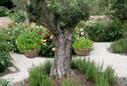 Olivier Jardin aromatique Mioulane NewsJardinTV NPM 850310340